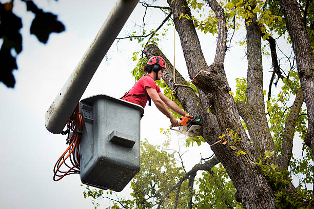 Best Tree Cabling and Bracing  in Clarkston, WA